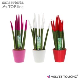 Сансевиерия Бархатное Прикосновение.... Испорченная Любовь В Керамике ( Sansevieria Velvet Touchz Ta