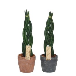 Сансевиерия цилиндрическая "твист" с керамикой Дурбан ( Sansevieria Cylindrica 'twist' Met ceramics
