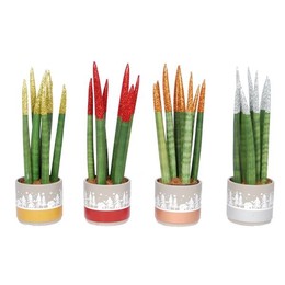 Смешанная в керамике снежинка ( Sansevieria Glitterz Mixed In ceramics Snowflake ) W 8,5 см H 18 см