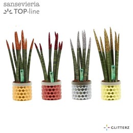 Сансевиерия Бархатная тушь.... "блестящая".... смешанная в диам ( Sansevieria Velvet Touchz 'glitter