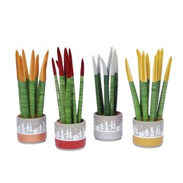 Сансевиерия Бархатное Прикосновениеz Металлик, Смешанный С Керамикой ( Sansevieria Velvet Touchz Met