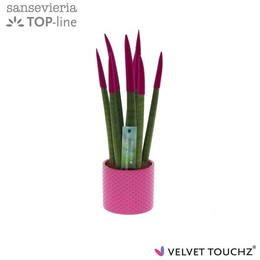 Бархатное прикосновение Сансевиерии.... Керамика Цвета Фуксии С Точками ( Sansevieria Velvet Touch F