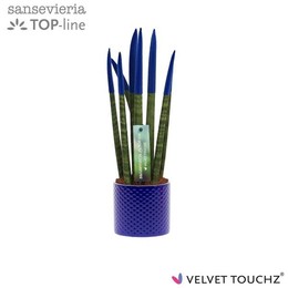 Сансевиерия Бархатный Тачз ② синий с керамикой в горошек ( Sansevieria Velvet Touchz Blue Met Dots c