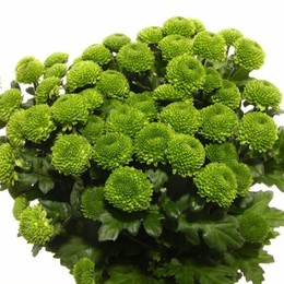 Chrys. tr. Code Green (Хриз. куст. Код Грин) В70