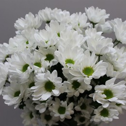 Chrys. tr. Chic (Хриз. куст. Чик) В70