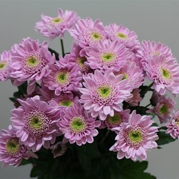 Chrys. tr. Optimist (Хриз. куст. Оптимист) В70