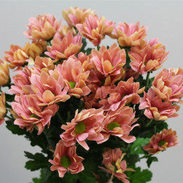 Chrys. tr. Grand Salmon (Хриз. куст. Гранд Салмон) В70