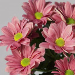 Chrys. tr. Grand Cherry (Хриз. куст. Гранд Черри) В70