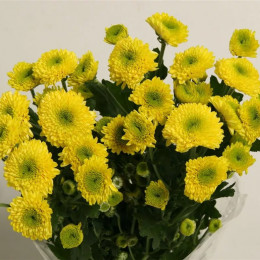 Chrys tr Furore Golden (Хриз. куст. Фурор Голден) В70