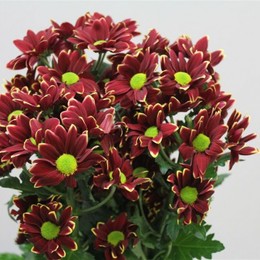 Chrys. tr. Haydar Yellow (Хриз куст Хайдар Еллоу) В70