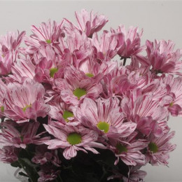 Chrys tr Petticoat (Хриз куст Петтикоат) В70