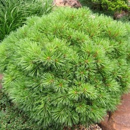 Сосна Веймутова Horsford (Хорсфорд)