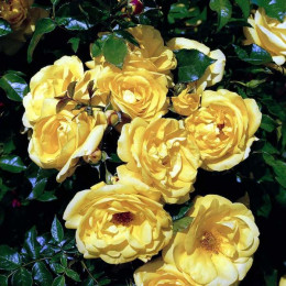 Роза шраб Emil Nolde Rose (Эмиль Нолде розе)