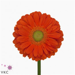 Gerbera Zodiac (Гербера Зодиак)