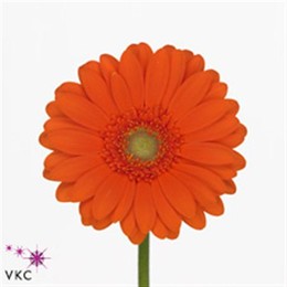 Germini Aqua Overig Orange (Гермини Аква Овериг Оранж)