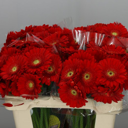 Germini Aqua Red Jewel (Гермини Аква Ред Джевел)