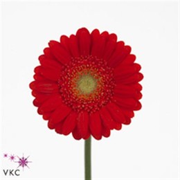 Germini Aqua Overig Red (Гермини Аква Овериг Ред)