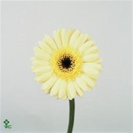 Germini Aqua Overig Creme (Гермини Аква Овериг Крем)