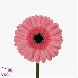 Germini Aqua Ov Pink + Black Eye (Гермини Аква Ов Пинк+ Блек Ай)
