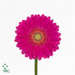 Germini Aqua Overig Cerise (Гермини Аква Овериг Церайз)
