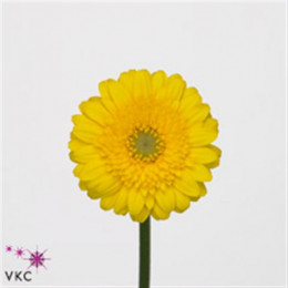 Germini Aqua Overig Yellow (Гермини Аква Овериг Еллоу)