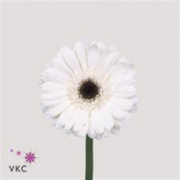 Germini Aqua Ov White + Black Eye (Гермини Аква Ов Вайт + Блек Ай)