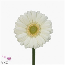 Germini Aqua Overig White (Гермини Аква Овериг Вайт)