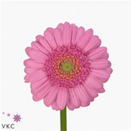 Germini Aqua Overig Pink (Гермини Аква Овериг Пинк)