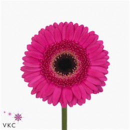 Germini Aqua Ov Cerise + Black (Гермини Аква Ов Церайз+ Блек Ай)
