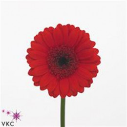 Germini Aqua Ov Red + Black Eye (Гермини Аква Ов Ред + Блек Ай)