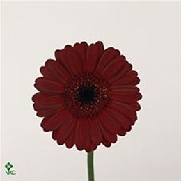 Germini Aqua Overig Burgundy (Гермини Аква Овериг Бургунди)