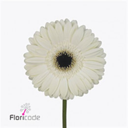 Gerbera White House (Гербера Вайт Хаус)