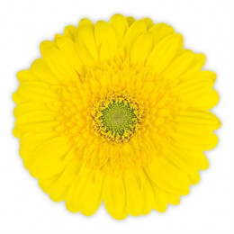 Germini Okibana (Гермини Окибана)
