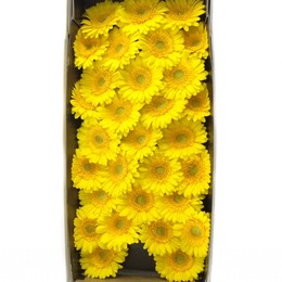 Gerbera mini Banana(Гербера мини Банана) В50