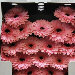 Gerbera mini Petticoat (Гербера мини Петтикоат)В50