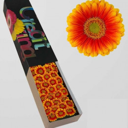 Gerbera mini Anita (Гербера мини Анита) В50