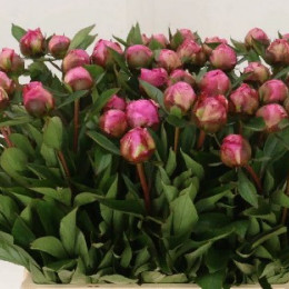 Paeonia dr Alexander Fleming (Пион др Александр Флеминг) В40