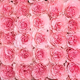 Rosa Gr Mayra Pink ( Майра Пинк ) В60 Rosa Prima