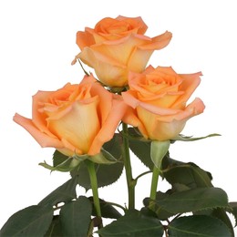 Rosa Gr Miracle ( Мирацле ) В60 Rosa Prima