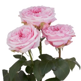 Rosa Gr Miranda ( Миранда ) В60 Rosa Prima
