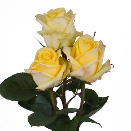 Rosa Gr Mohana ( Мохана ) В60 Rosa Prima
