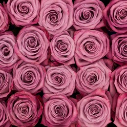 Rosa Gr Moody Blues ( Мооби Блю ) В60 Rosa Prima