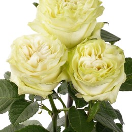 Rosa Gr Moonstone ( Мунстоне ) В60 Rosa Prima