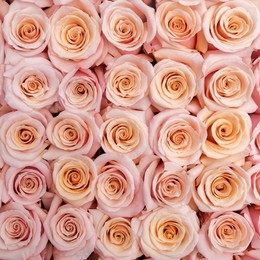 Rosa Gr Mother of Pearl ( Мазер оф Пеарл ) В60 Rosa Prima