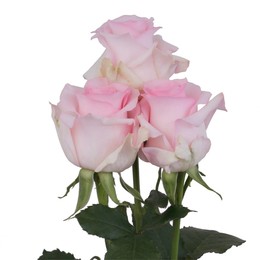 Rosa Gr Nena ( Нена ) В60 Rosa Prima