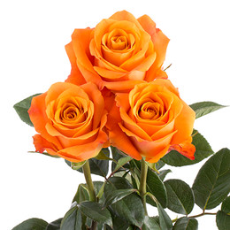Rosa Gr Nexus ( Нексус ) В60 Rosa Prima