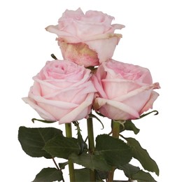 Rosa Gr O’Hara ( О’Хара ) В60 Rosa Prima