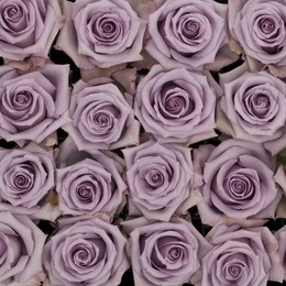 Rosa Gr Ocean Song ( Океан Сонг ) В60 Rosa Prima