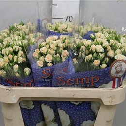Rosa Tr Cream Gracia (Роза Тр Крем Грация) В50 ROSE HILL