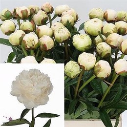 Paeonia L Bowl Of Cream (Пион Боул оф Крем)В55
